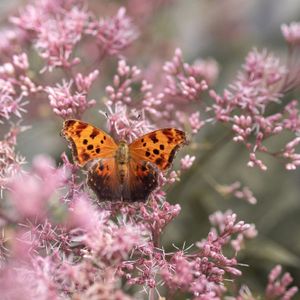 Sommerfugl på rosa blomst